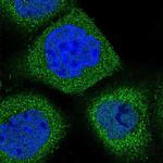 SYNGR1 Antibody in Immunocytochemistry (ICC/IF)