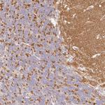 SYNGR1 Antibody in Immunohistochemistry (Paraffin) (IHC (P))