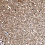 RCL Antibody in Immunohistochemistry (Paraffin) (IHC (P))