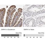 RCL Antibody