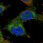 PDSS2 Antibody in Immunocytochemistry (ICC/IF)