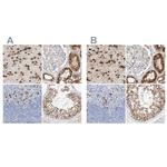 MAP7 Antibody in Immunohistochemistry (IHC)