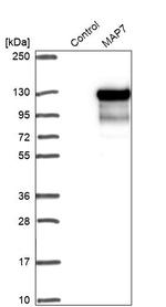 MAP7 Antibody in Western Blot (WB)