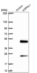 ALP Antibody in Western Blot (WB)