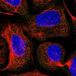 HBS1L Antibody in Immunocytochemistry (ICC/IF)