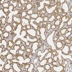 LALBA Antibody in Immunohistochemistry (Paraffin) (IHC (P))