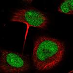 IER5 Antibody in Immunocytochemistry (ICC/IF)