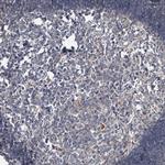 IER5 Antibody in Immunohistochemistry (Paraffin) (IHC (P))