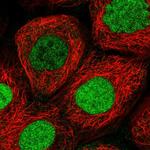 XPO5 Antibody in Immunocytochemistry (ICC/IF)