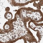 USP48 Antibody in Immunohistochemistry (Paraffin) (IHC (P))