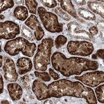 USP48 Antibody in Immunohistochemistry (Paraffin) (IHC (P))