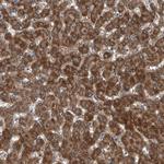 USP48 Antibody in Immunohistochemistry (Paraffin) (IHC (P))