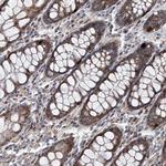 USP48 Antibody in Immunohistochemistry (Paraffin) (IHC (P))