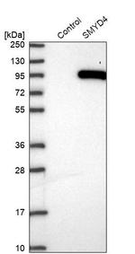 SMYD4 Antibody in Western Blot (WB)