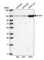 SF3A1 Antibody