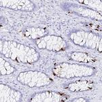 INSL5 Antibody in Immunohistochemistry (Paraffin) (IHC (P))