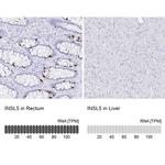 INSL5 Antibody in Immunohistochemistry (IHC)