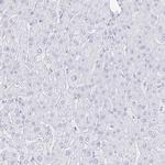 INSL5 Antibody in Immunohistochemistry (IHC)