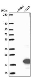 INSL5 Antibody in Western Blot (WB)