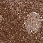 GBP4 Antibody in Immunohistochemistry (Paraffin) (IHC (P))