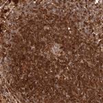 GBP4 Antibody in Immunohistochemistry (IHC)