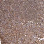 CAP1 Antibody in Immunohistochemistry (Paraffin) (IHC (P))