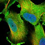 LTV1 Homolog Antibody in Immunocytochemistry (ICC/IF)