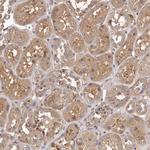 LTV1 Homolog Antibody in Immunohistochemistry (Paraffin) (IHC (P))