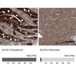 KLC4 Antibody