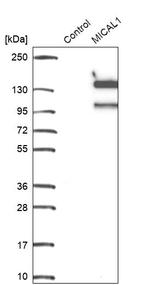 MICAL1 Antibody in Western Blot (WB)