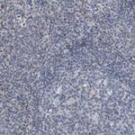 DST Antibody in Immunohistochemistry (Paraffin) (IHC (P))