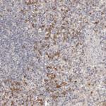 USP49 Antibody in Immunohistochemistry (Paraffin) (IHC (P))