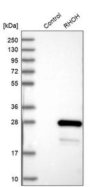 RhoH Antibody in Western Blot (WB)