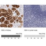 GDA Antibody