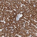 TAS2R60 Antibody in Immunohistochemistry (Paraffin) (IHC (P))