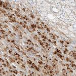 KCNH5 Antibody in Immunohistochemistry (Paraffin) (IHC (P))