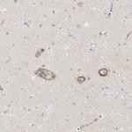 KCNH5 Antibody in Immunohistochemistry (Paraffin) (IHC (P))