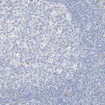 KCNH5 Antibody in Immunohistochemistry (Paraffin) (IHC (P))