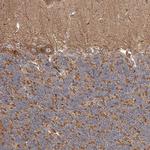 ISCA2 Antibody in Immunohistochemistry (Paraffin) (IHC (P))