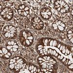 ISCA2 Antibody in Immunohistochemistry (Paraffin) (IHC (P))