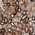 ISCA2 Antibody in Immunohistochemistry (Paraffin) (IHC (P))