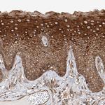 ISCA2 Antibody in Immunohistochemistry (Paraffin) (IHC (P))