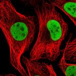 NASP Antibody in Immunocytochemistry (ICC/IF)