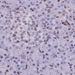 NASP Antibody in Immunohistochemistry (IHC)