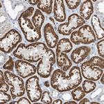 C1orf69 Antibody in Immunohistochemistry (Paraffin) (IHC (P))