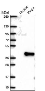 C1orf69 Antibody in Western Blot (WB)