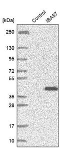 C1orf69 Antibody in Western Blot (WB)