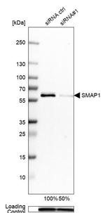 SMAP1 Antibody in Western Blot (WB)