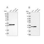 MRPL28 Antibody in Western Blot (WB)