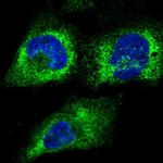 RCN2 Antibody in Immunocytochemistry (ICC/IF)